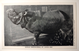 Rhinoceros Postcard Wild Animal Show St louis Zoo 1947 Unposted Rhino Vintage - £8.20 GBP