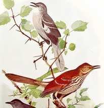 Mockingbird Thrasher Catbird 1936 Bird Lithograph Color Plate Print DWU12C - $458.55 MXN