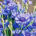 500 Seeds Cornflower Bachelor Button Blue Dwarf Cutflowers Heirloom Non-GMO - £8.25 GBP