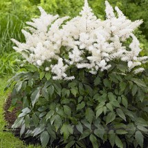 Goodidea White Astilbe Chinensis, Professional Pack, 100 Seeds / Pack, Very Beau - £10.67 GBP