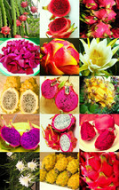 DRAGON FRUIT MIX edible fruits hylocereus undatus fragrant cactus seed 200 seeds - $16.99