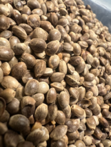 Ripkitty Premium Toasted Whole Hemp Seeds Nuts Organic Free Shipping - £10.24 GBP+