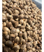 Ripkitty Premium Toasted Whole Hemp Seeds Nuts Organic Free Shipping - $240.25 MXN+