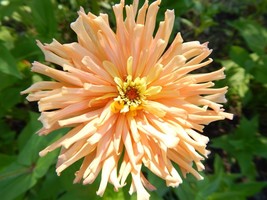 Cactus Zinnia 30 Fresh Seeds Mixed Colors Gorgeous Blooms - $7.99