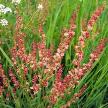 Sheep S Sorrel Rumex Acetosella 100  Seeds US Seller Fast Shipping - $14.95