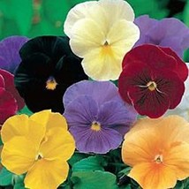 GUNEL Pansy Clear Crystal Mix 50 Seeds - £6.38 GBP