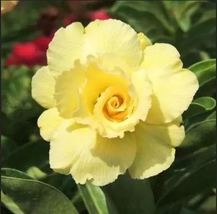 Desert Rose &#39;Adenium obesum&#39; 4 to 8 inch live starter plant Yellow Rose - £12.50 GBP