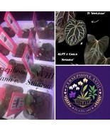 Anthurium Hayleigh × (LFS X Carla Amanda’) baby plant starter seedling  - $22.00