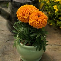 MARIGOLD SEEDS MARIGOLD PROUD MARI ORANGE 25 SEEDS F1 HYBRID SEEDS NEW V... - £17.90 GBP