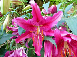 New Fresh Seeds 20 Crazy Romance Oriental Lily Seeds Lilium Crazy Romance Fast S - $11.80