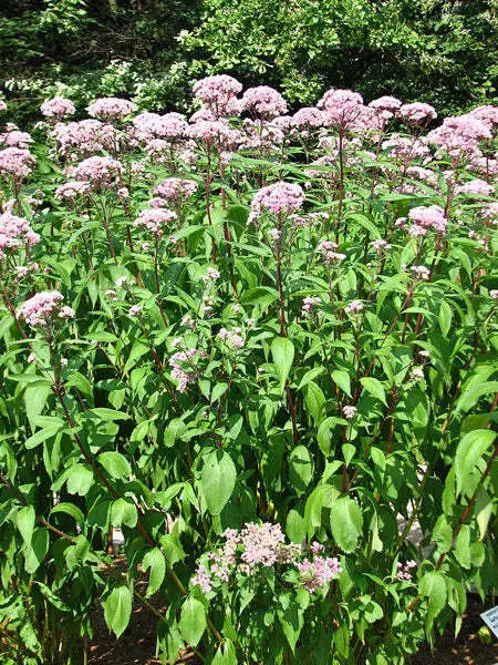 Eutrochium Maculatum Spotted Joe Pye Weed Joe-Pye Weed 20 Seeds Fresh Garden - $17.58