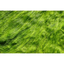 Pure Herbs: Irish Moss -  4 oz. (Natural Herbal Extracts) image 3