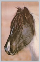 World Famous Wild Chincoteague Pony On Assateague Island Virginia Postcard - $6.90