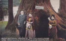 Big Tree Gen&#39;l Fremont Santa Cruz California CA 1936 Postcard D56 - £2.30 GBP