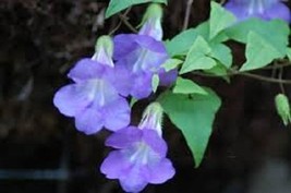 US Seller 50 Asarina Seeds Falling Stars Blue Flower Seeds Fast Shipping - $21.50