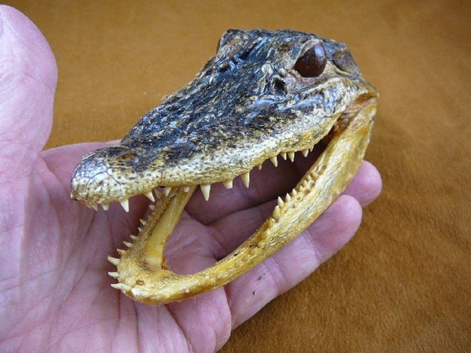 G-Def-299) 4-1/8&quot; Deformed Gator ALLIGATOR HEAD jaw teeth TAXIDERMY weir... - $40.99