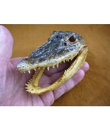 G-Def-299) 4-1/8&quot; Deformed Gator ALLIGATOR HEAD jaw teeth TAXIDERMY weir... - $55.93 CAD