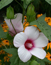10 Seeds Hibiscus Laevis Halberd Leaf Rose Mallow - £15.60 GBP