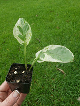 N&#39;Joy Pothos Vine - Green &amp; Cream Heart Leaf - Epipremnum Aureum Rooted ... - £5.53 GBP