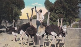 Vintage CA Ostrich Farm Postcard Feeding Ostriches With Oranges Kashower Co LA - £5.93 GBP