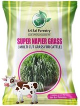  Super Napier Grass Seeds 7000 Seeds Pack | High Yield Multicut Grass Seed - £16.60 GBP