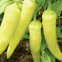 HT 25 Seeds Sweet Banana Pepper Seeds  Nongmo Pepper Seeds Planting Seeds - $153.22 MXN
