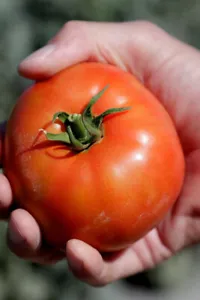 50 Seeds Corona Tomato Juicy Tomatoe Vegetable Edible Food Fresh Garden - $9.32