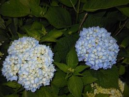 Nikko Blue Hydrangea qt pot image 6