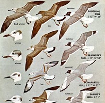 Seagulls Birds 6 Gull Varieties And Types 1966 Color Art Print Nature AD... - $19.99