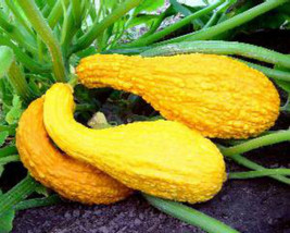 Yellow Crookneck Squash Seeds Bumpy Squash Great Taste Fresh Seeds Fast Shipping - £14.19 GBP