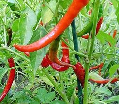30 Seeds Long 8 Inch Red Thin Pepper Chili Erjintiao Chinese - £7.58 GBP