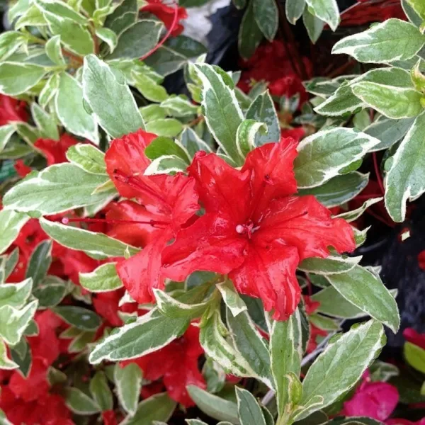 Red Luster Azalea Rhododendron Deciduous Starter Plant Variegated Leaves... - £28.34 GBP