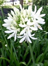 White Lily Of The Nile Agapanthus African Lily 40 Seeds Fresh Garden - £13.32 GBP