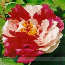 Best SELLER USA Er Qiao&#39; White Dark Red Fragrant Peony Tree Flower 5 Seeds - £7.09 GBP