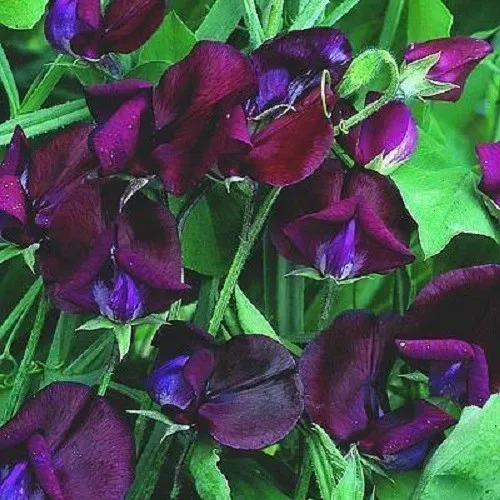 10 Black Knight Sweet Pea Lathyrus Odoratus Vine Flower Seeds Fresh - $10.00
