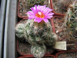 Escobaria Hesteri Hardy Ball Cactus Fresh Seeds - $18.98