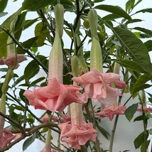 Top US Seller 15 Seeds Angels Trumpet Pinkies Wish House Plant Garden Flowers - $15.25