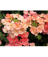Best 50 Dwarf Apricot Verbena Nana Compacta Fragrant Butterfly Flower Seeds - $17.79
