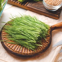 Organic Wheatgrass Seeds Cat Grass Wheatgrass Home Back To Nature Company Garden - £5.21 GBP