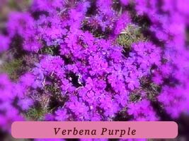 Purple Moss Verbena Seeds 200+ Violet Annual Flower Ground Cover Fresh H... - $74.97 MXN