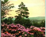Mountain Laurel At Skytop Poconos PA Hand-Colored Alberytpe UNP Postcard... - $3.91