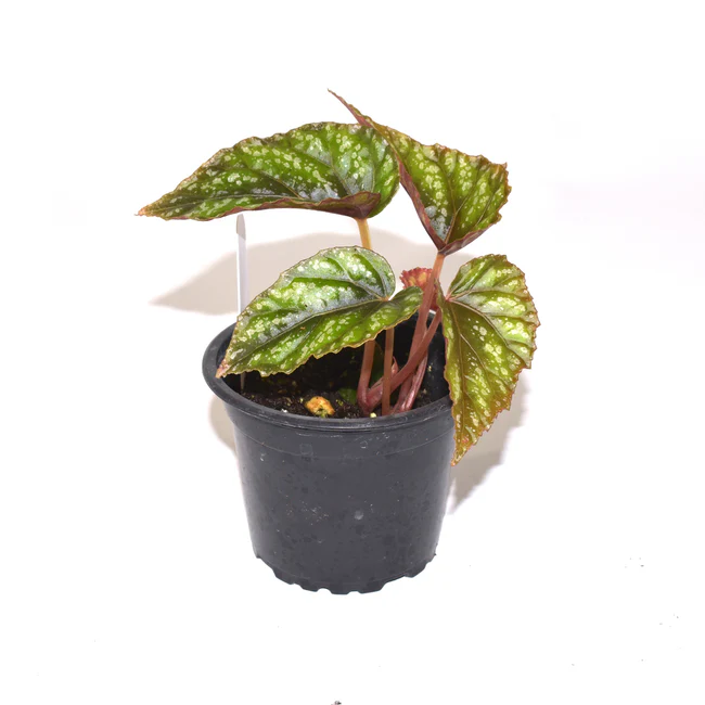 SYST Begonia Handelii Var. Prostrata 3.5 inch Fast Shipping  - $68.38 CAD