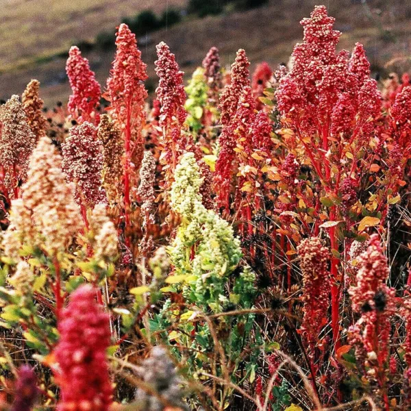Top Seller 100 Organic Brilliant Rainbow Quinoa Mix Mixed Colors Chenopo... - $14.60