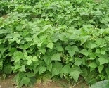 40 Seeds Provider Bush Beans Seeds Native Heirloom Vegetable Garden Pati... - £7.08 GBP