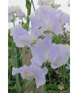 50 Cilla Sweet Pea Seeds - $8.49