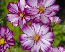 50+ Cosmos Bipinnatus Flower Seeds Picotee A87 Fresh - $10.25