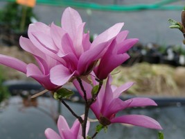 1 each Magnolia Trees Assortment - Ann, Jane and Saucer - 3 Plants in 3.5&quot; Pots - £61.37 GBP
