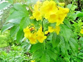 Gun-el 20 Yellow Bells Seeds ( Esperanza ) Tecoma Stans - £7.32 GBP