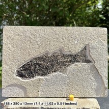 Mioplosus Fish Fossil Display in Matrix - Genuine Specimen from Eocene U... - £299.10 GBP