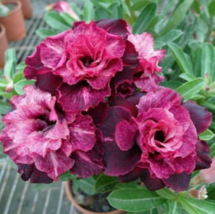 4 Pc Seeds Magenta White Desert Rose Flower, Adenium Seeds for Planting | RK - £16.78 GBP